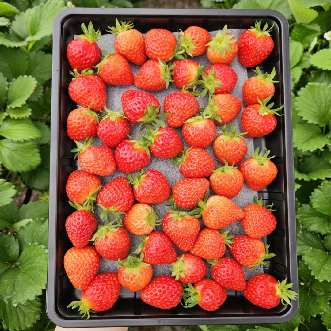 설향딸기 못난이 생딸기 1.5kg 1.8kg : 달콤팜 딸기