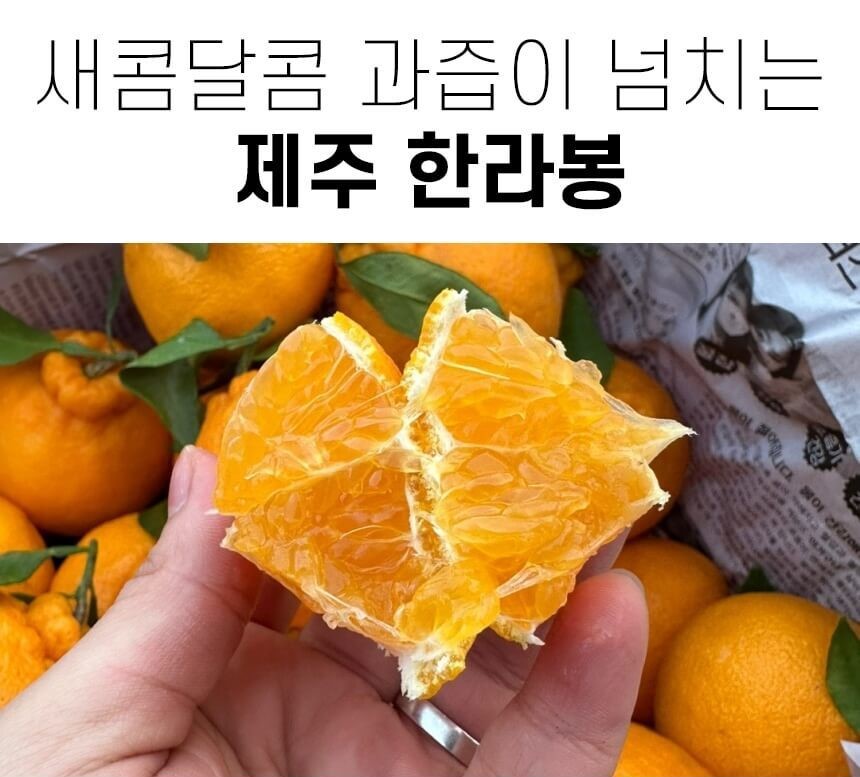 제주 한라봉 2kg 가정용 : 일만상회