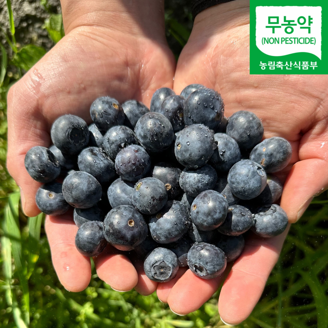 2025년 산지직송 충북 영동 블루베리 무농약블루베리 생블루베리 블루베리생과 200g/500g/1kg : 오늘도 조은하루