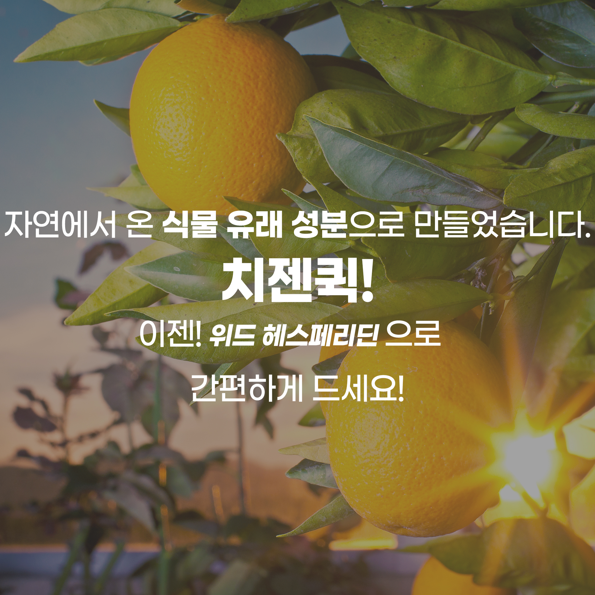 치젠퀵 위드 헤스페리딘 : 닥터힐스랩