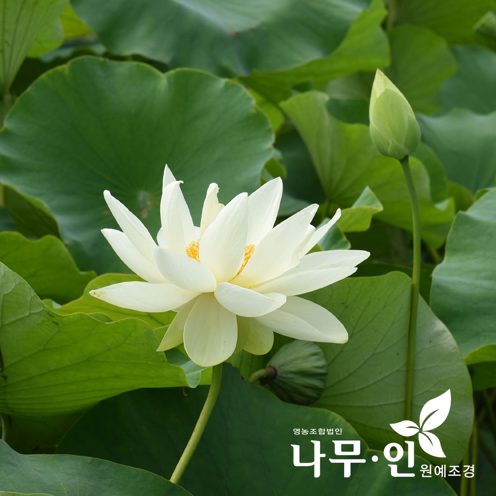 [나무인] 연꽃 수생식물 : 나무인 영농조합법인