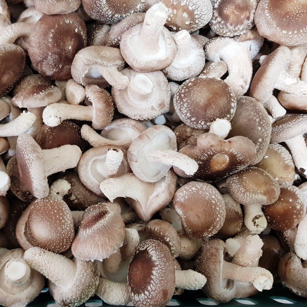 [초가송이] 경북안동 국산 무농약 배지 표고버섯 생표고 건표고버섯 500g 1kg : 버섯결
