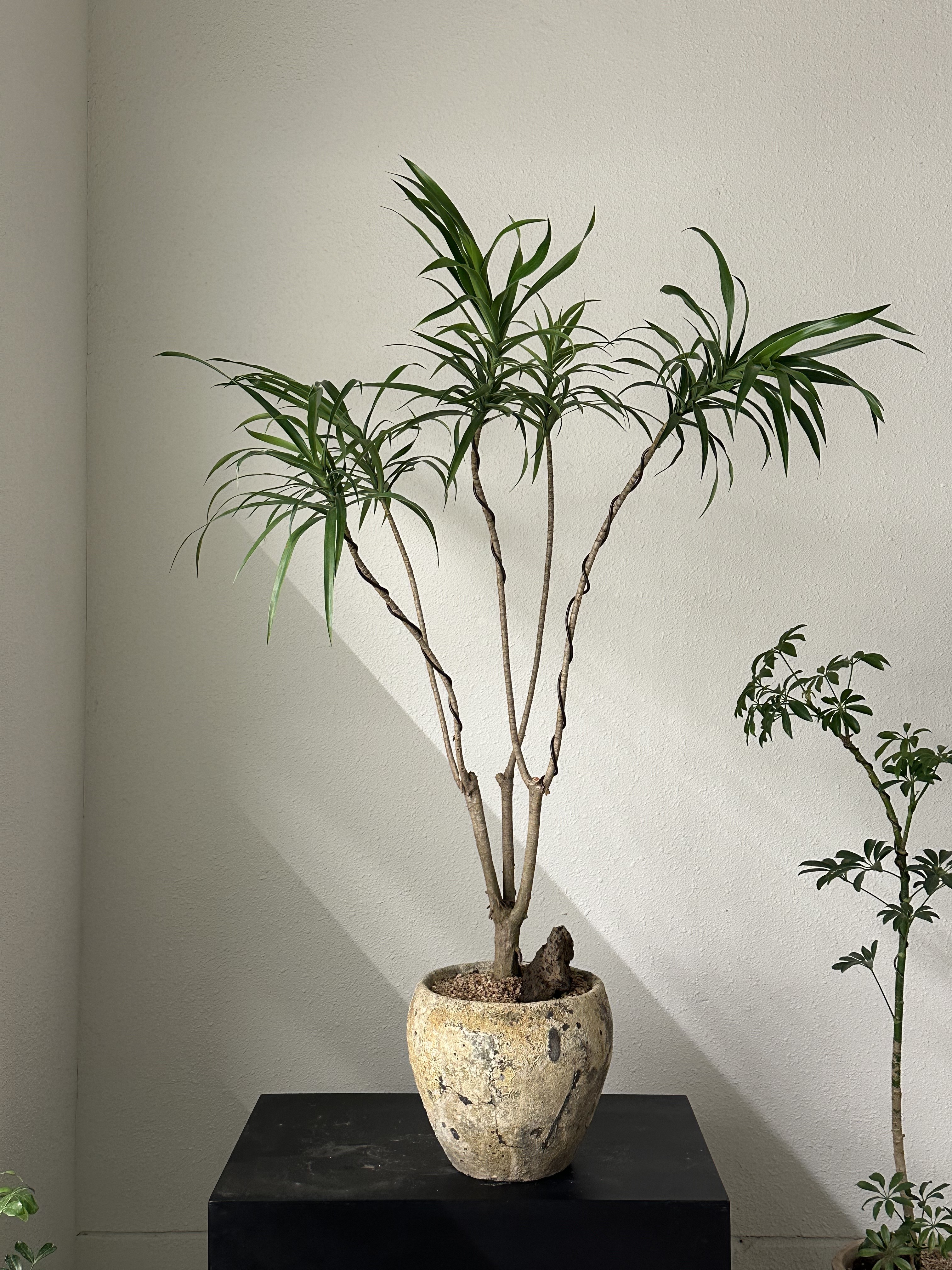 드라세나 자바 : deep garden