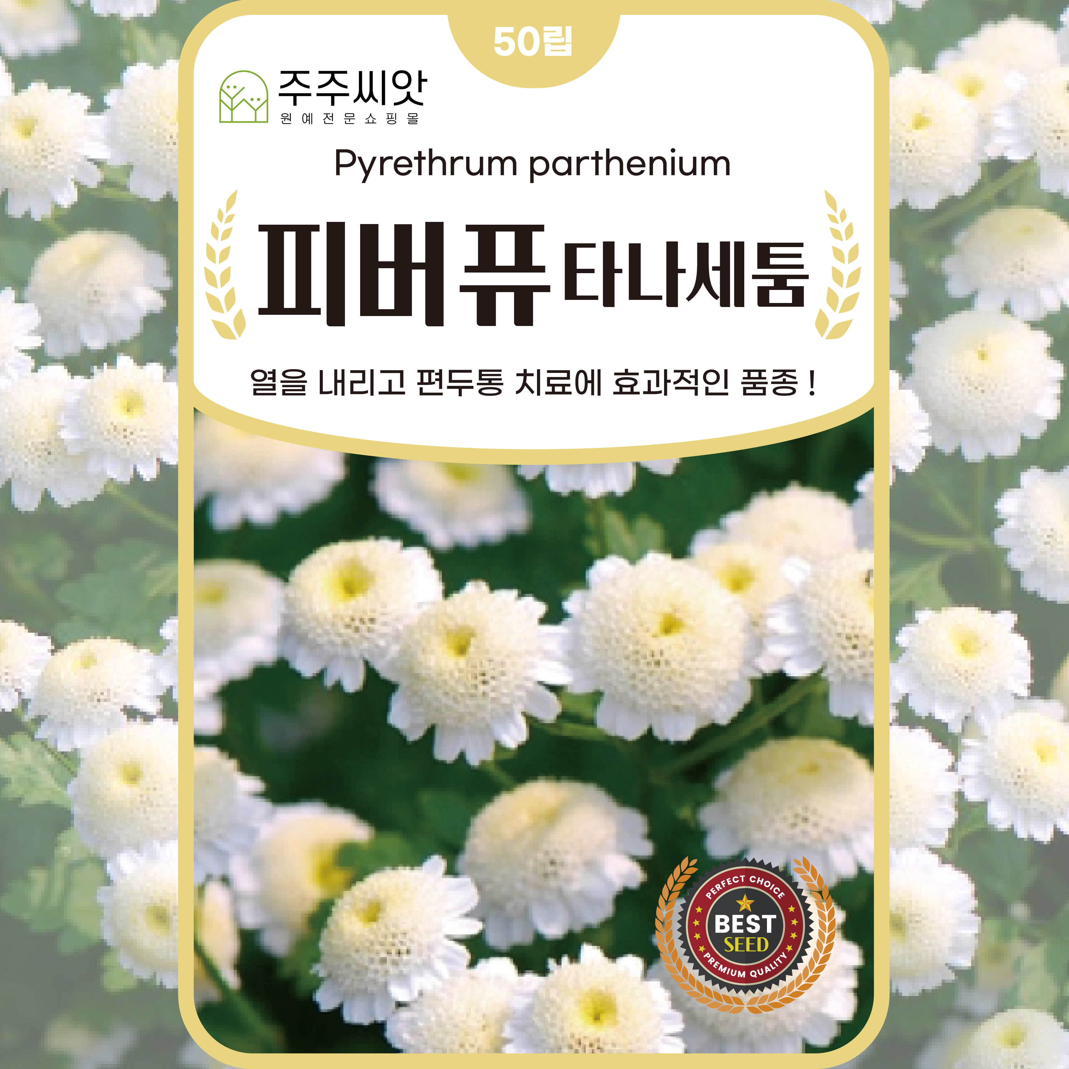 피버퓨씨앗 50립 화란국화 종자 꽃씨 몰 휘버휴씨앗 타나세툼 : 주주씨앗