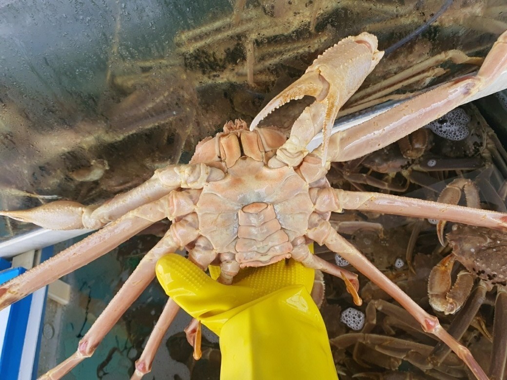 러시아 S급 마가단 자숙 박달대게 3kg (2-3마리) 당일발송 홍게 파티 캠핑 여행 : 찬바다 - 신뢰와정직