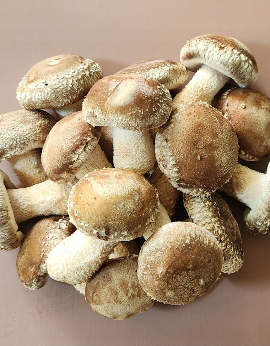 국내산 무농약 산지직송 고기식감 송화버섯 1kg 특품1등급(선물용으로적합 합니다) : 김자연농원