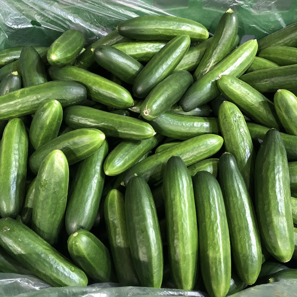 미니오이 스낵오이 1kg 2kg 3kg : 금성농산