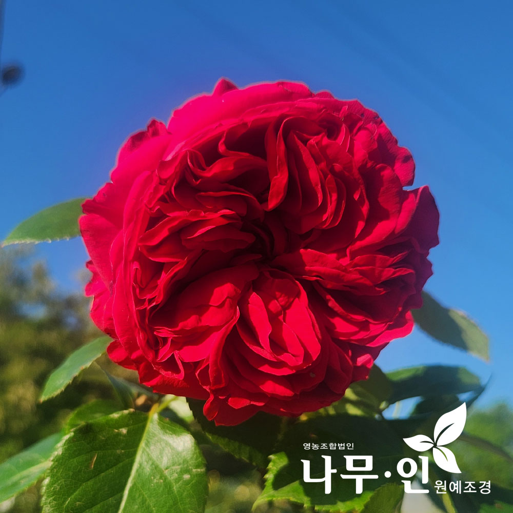 [나무인] 레드에덴로즈 덩굴장미 키1.5m : 나무인 영농조합법인