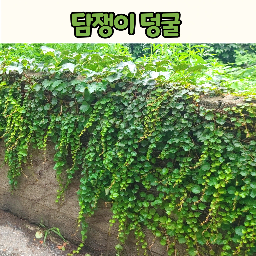 담쟁이덩굴(3치 포트)담쟁이덩쿨 노지월동 : 야생화 K몰