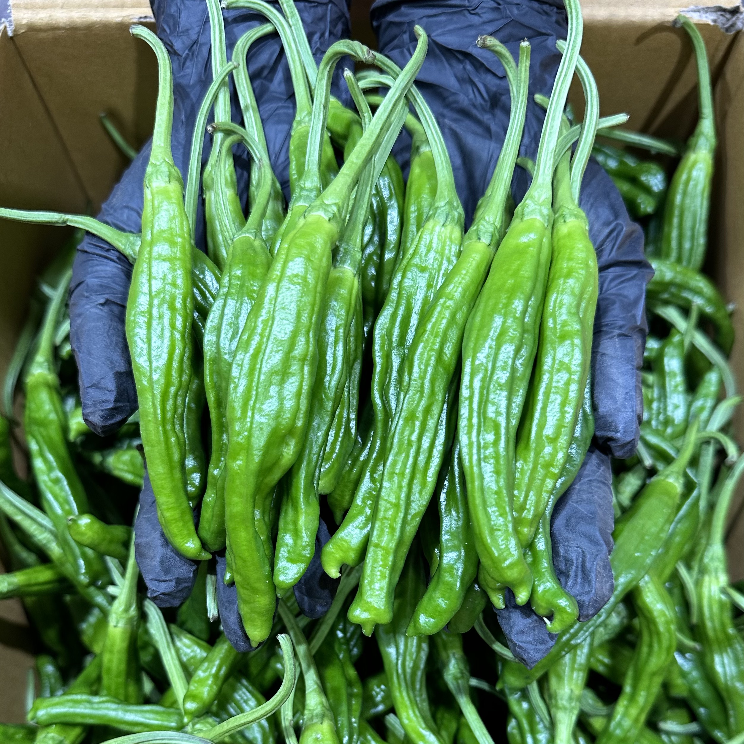 안 매운 꽈리고추 특A급 1kg,2kg,4kg : 푸른잎농산