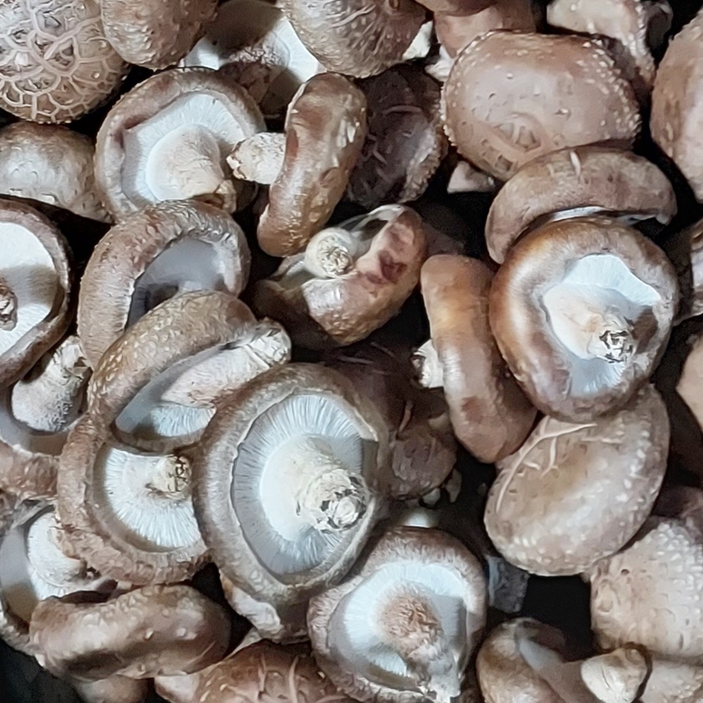 [초가송이] 경북안동 국산 무농약 배지 표고버섯 생표고 건표고버섯 500g 1kg : 버섯결