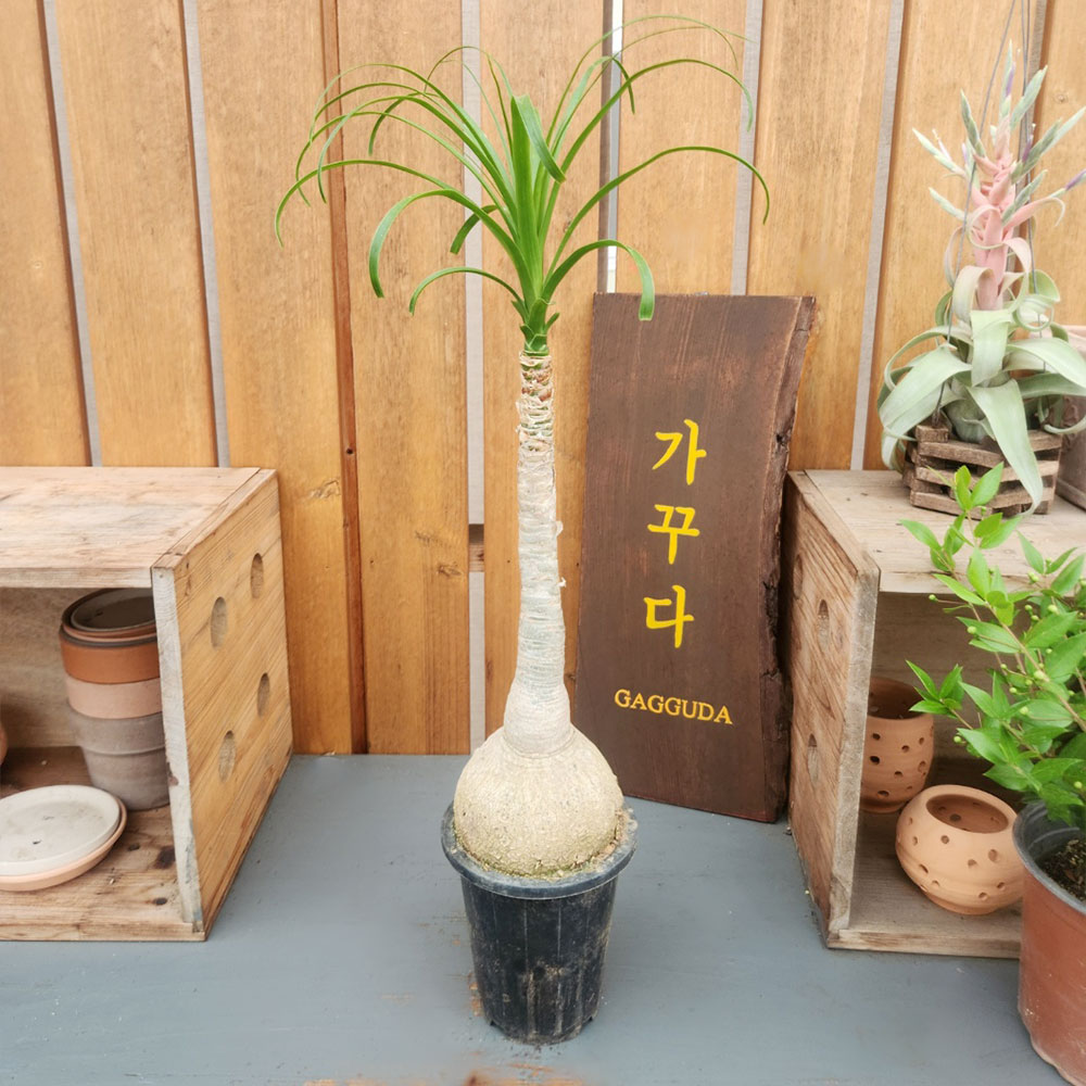 가꾸다 독구리난 덕구리난 도쿠리난 : 가꾸다.