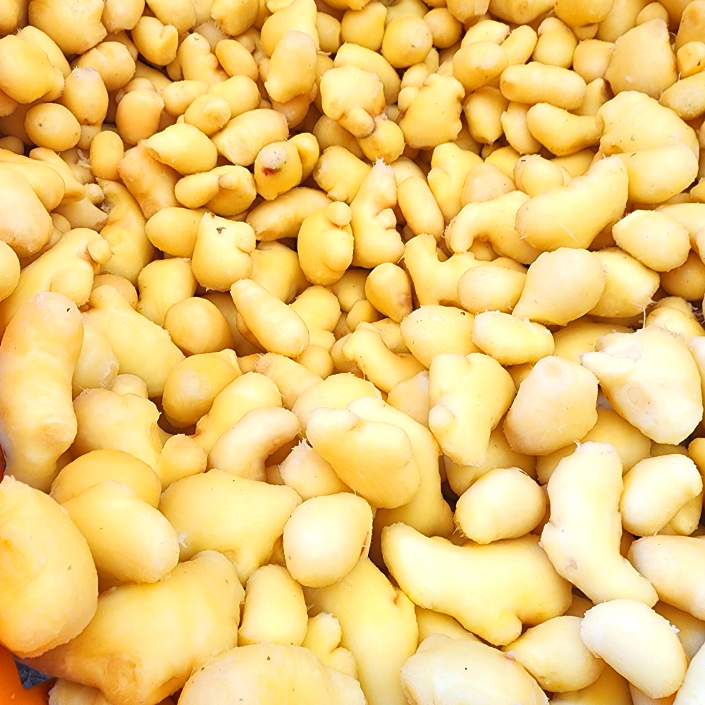 생강 깐생강 흙 세척 씨 종자 국산 1kg : 할배장터