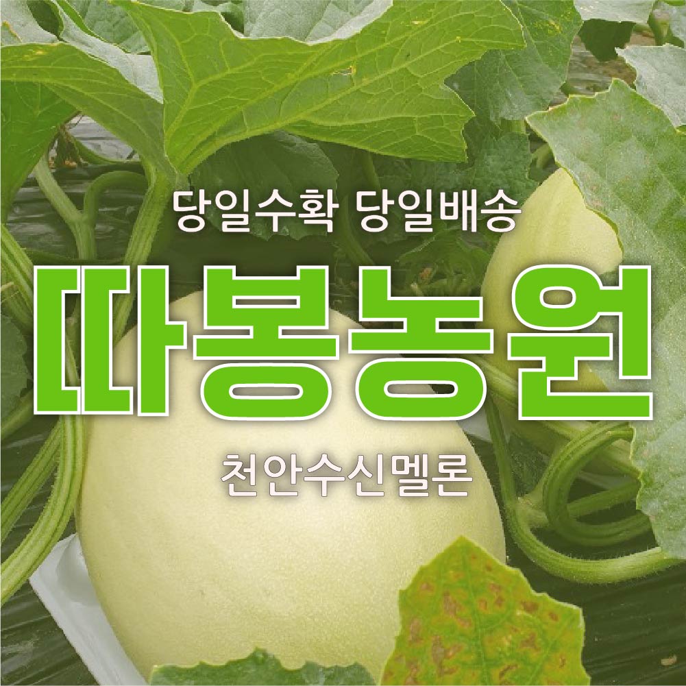 [수신따봉농원] [GAP인증] 천안수신멜론 - 홈런스타멜론 8kg : 따봉농원