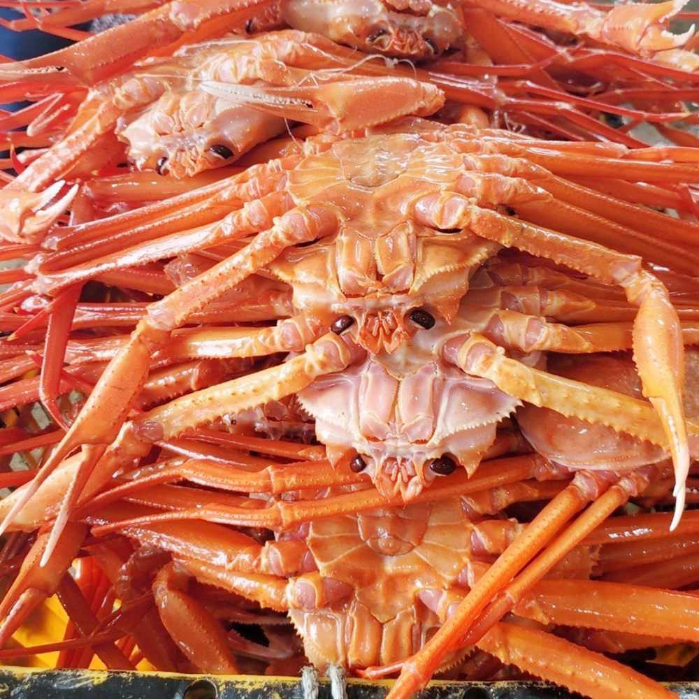 홍게 자숙 당일조업 후포항 붉은 제철음식 대게 수율 80% 1.75kg 3.5kg : 풍요로운 바다