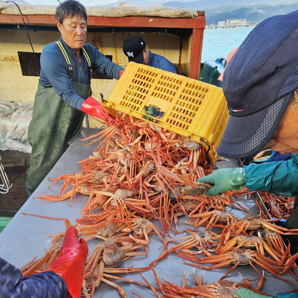 홍게 자숙 당일조업 후포항 붉은 제철음식 대게 수율 80% 1.75kg 3.5kg : 풍요로운 바다