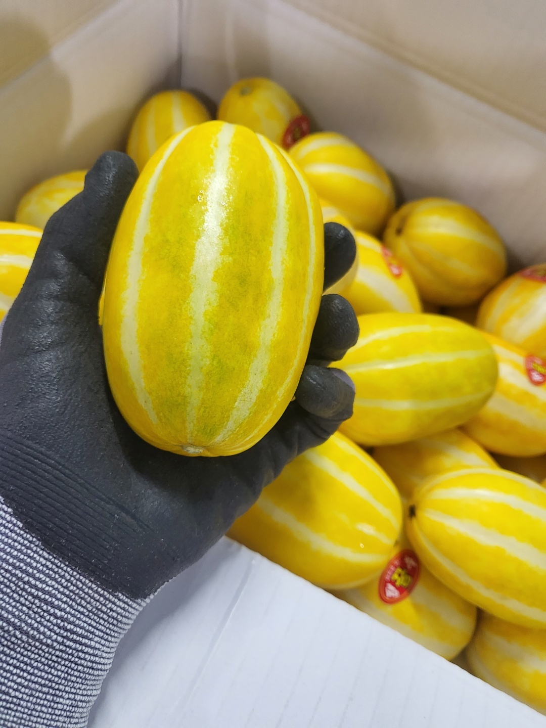성주 참외10키로 못난이참외 꼬마참외 5kg : 니즈톡톡