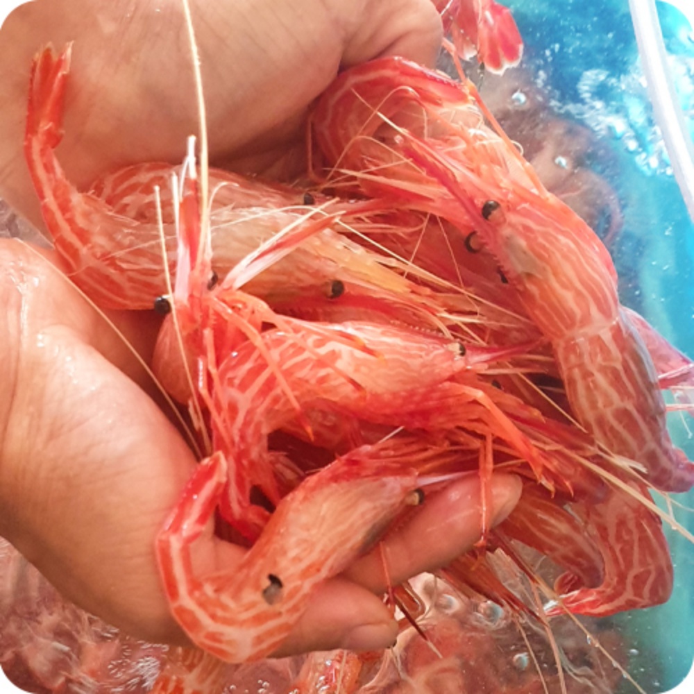 경북 울릉군 산지직송 산소포장 자연산 독도 꽃새우 33미 500g 내외 : 제이에이 컴퍼니