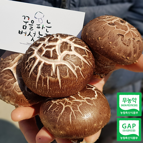 표고버섯 하루 10개 상중품 하품 산지직송 생표고[꿈을파는버섯농장] : 꿈파농장.꿈을파는버섯농장