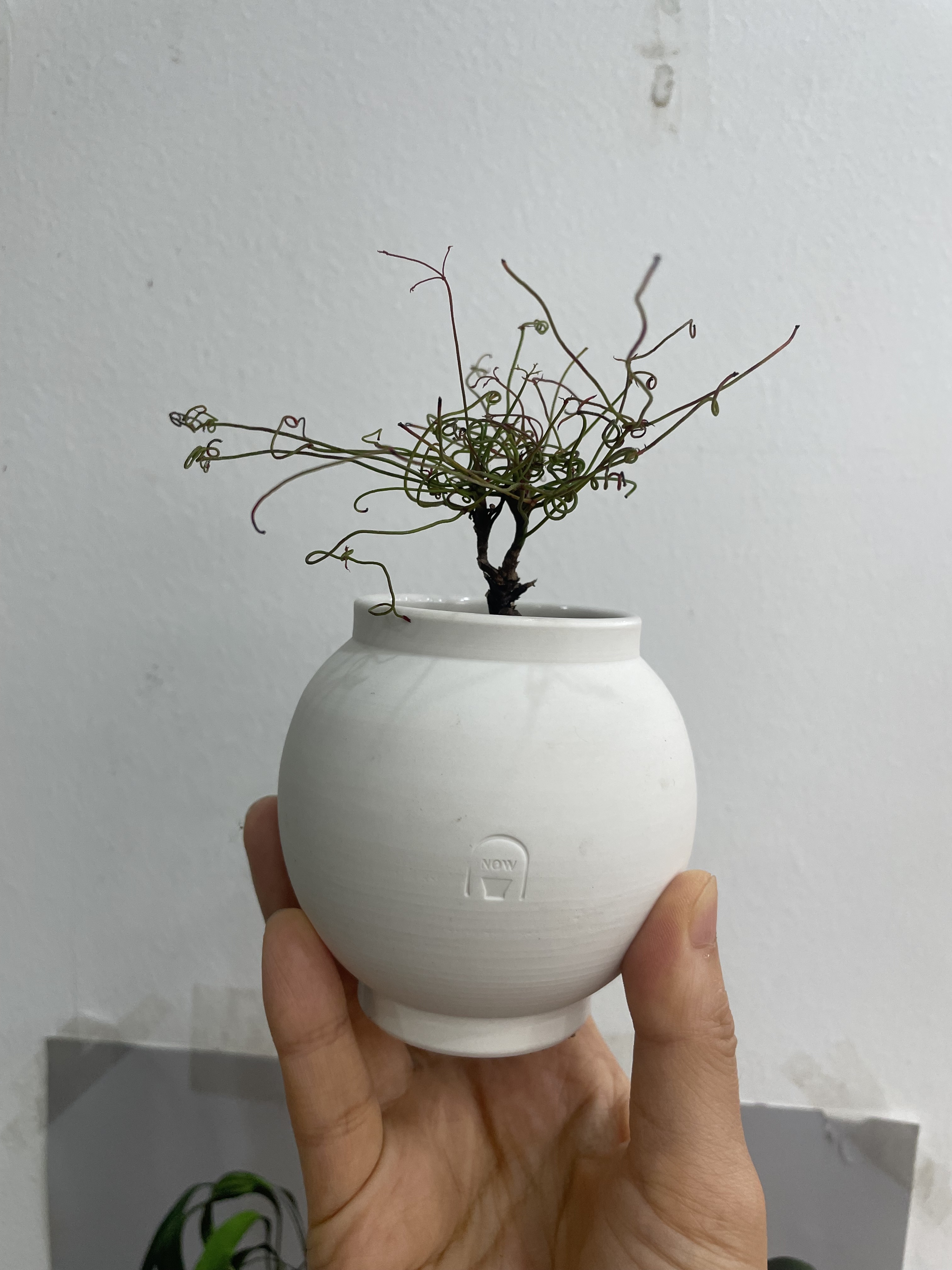 찌도리 남천 + 나우도자토분 : 그린포레스트