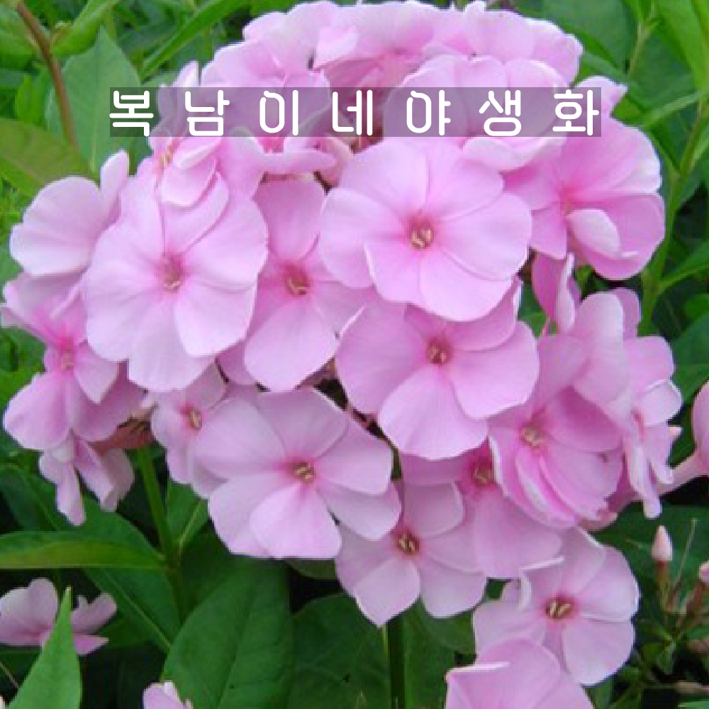 프록스 핑키힐 [1포트 복남이네야생화 모종 플록스 phlox] : 복남이네야생화
