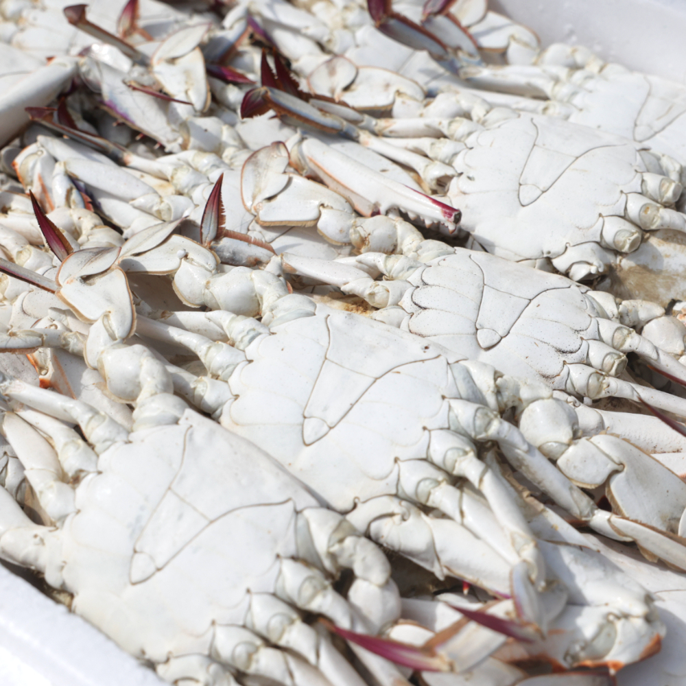 서해안 제철 활 암꽃게 알배기 1kg 2kg 3kg 숫 꽃게 국산 태안 생물 급냉 냉동 싱싱한 : - 자연나라푸드림 -