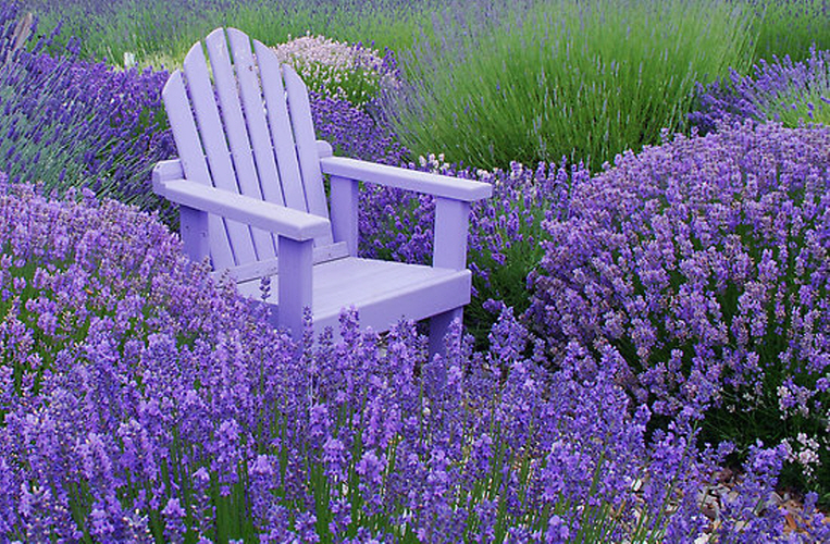 [모야모 허브] 잉글리쉬라벤더(True Lavender) 30립 씨앗 노지월동 : 모야모가든센터