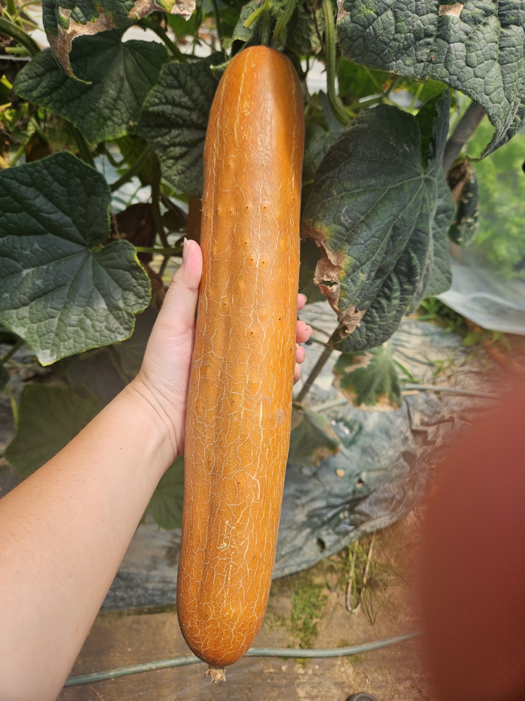 송이네 오이 노각  늙은오이 당일 수확 당일배송 : 송이네오이