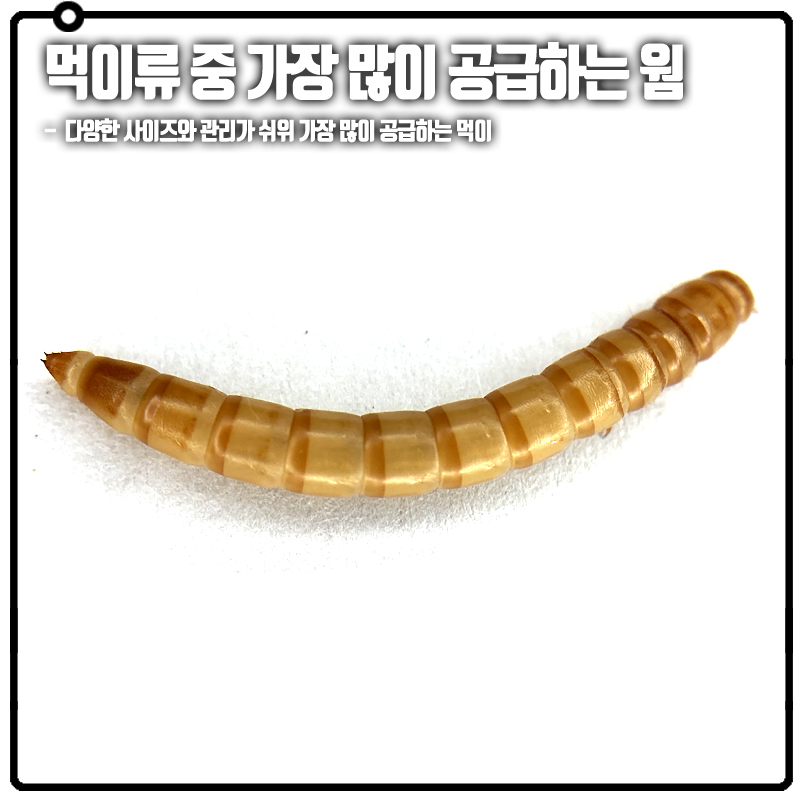 밀웜, 것밀, 영양밀웜, 도마뱀 먹이,개구리 먹이, 레오파드게코 먹이, 크레스티드게코 먹이, 타란튤라 먹이 : 렙타