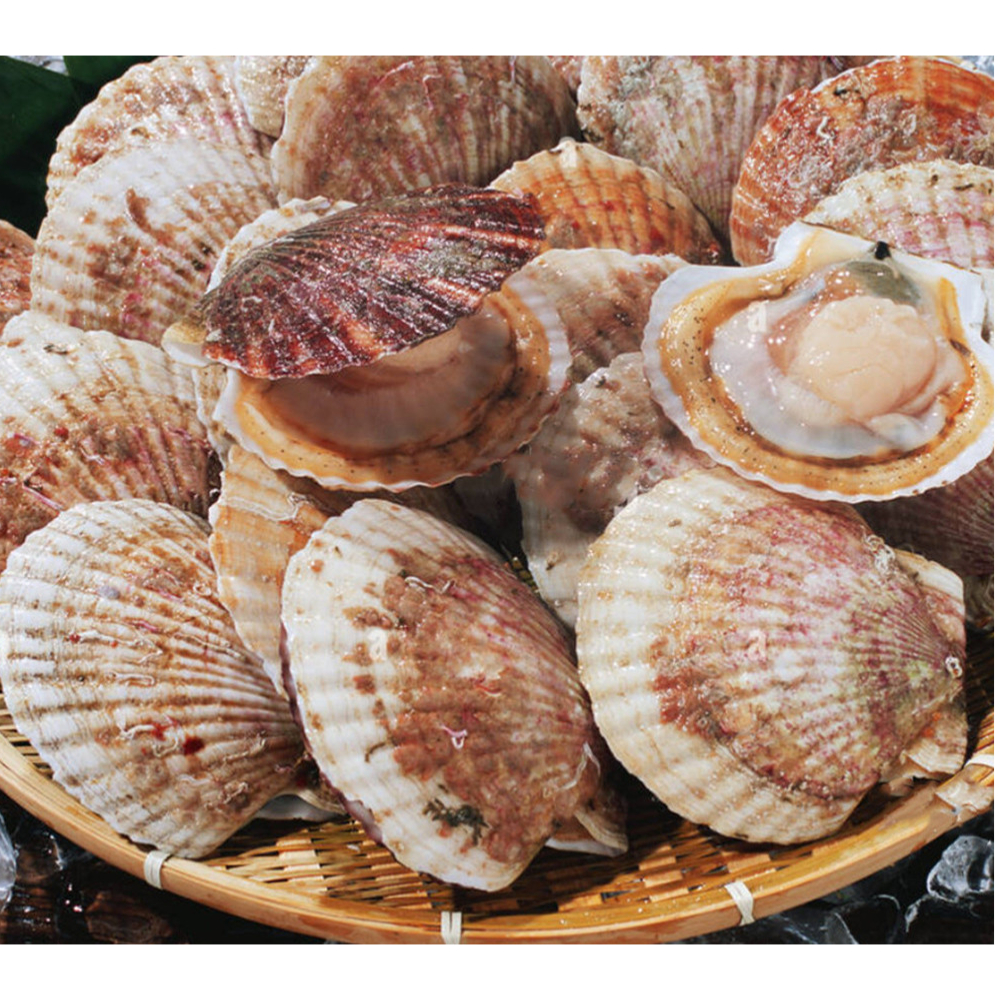 대왕 참가리비 1kg 2kg 3kg 특대 큰 가리비 캠핑 조개구이 (1kg당 7-10미) : 킹스타수산