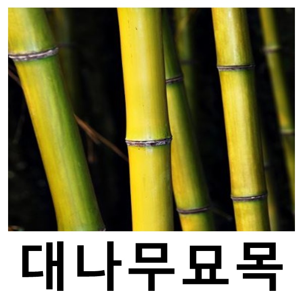 대나무 묘목 왕대나무 청죽 키2m : 언니농원