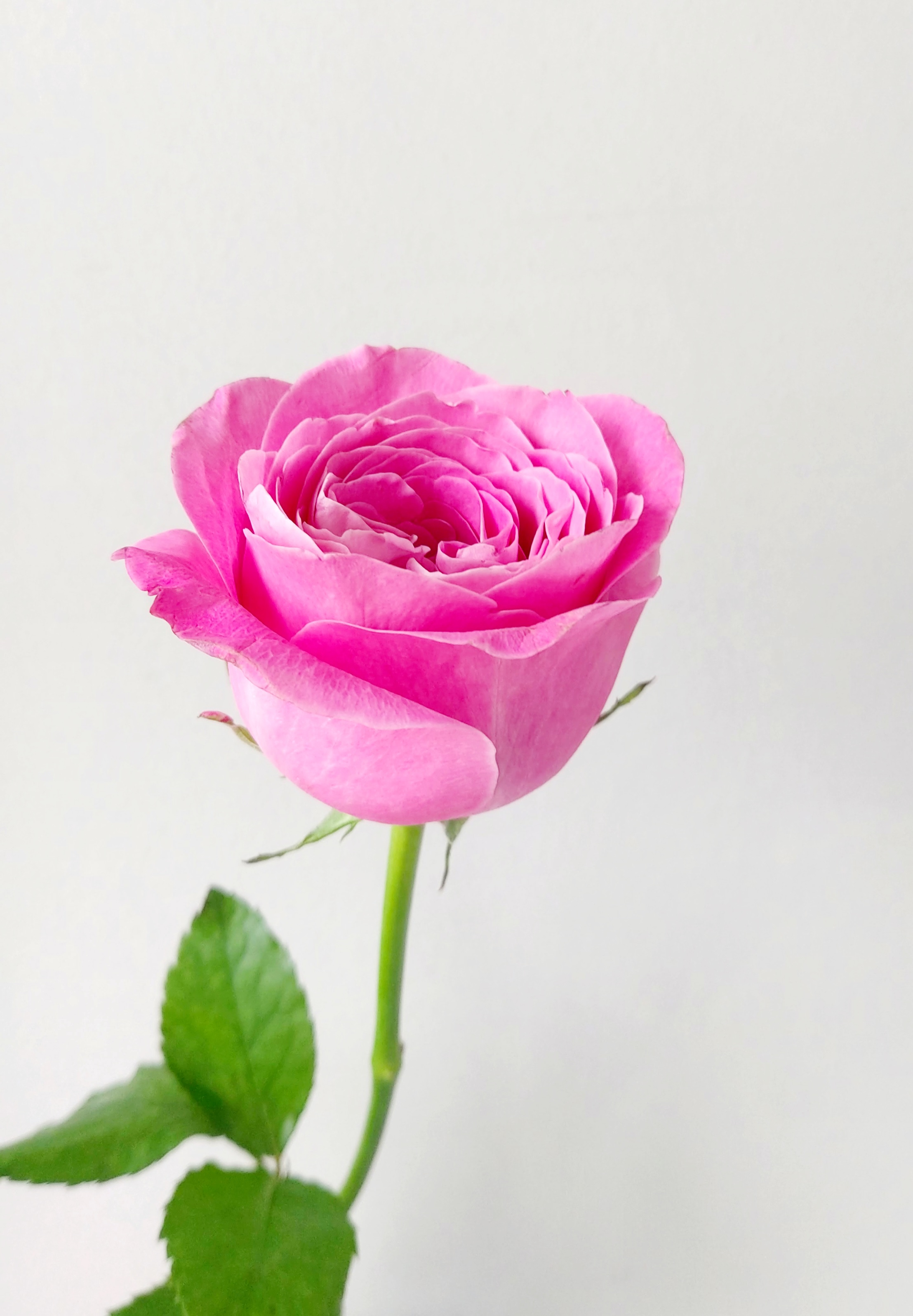 장미 꽃 한송이 올포러브 생화 배송 온라인꽃도매 : 아킴스페이스