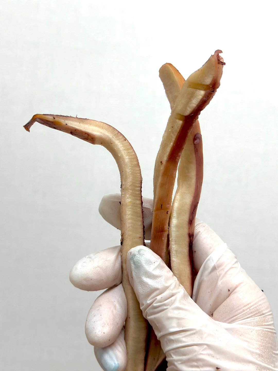 광주 건어물 부드럽고 쫄깃한 통통사우나찡어 200g : 어물이야기