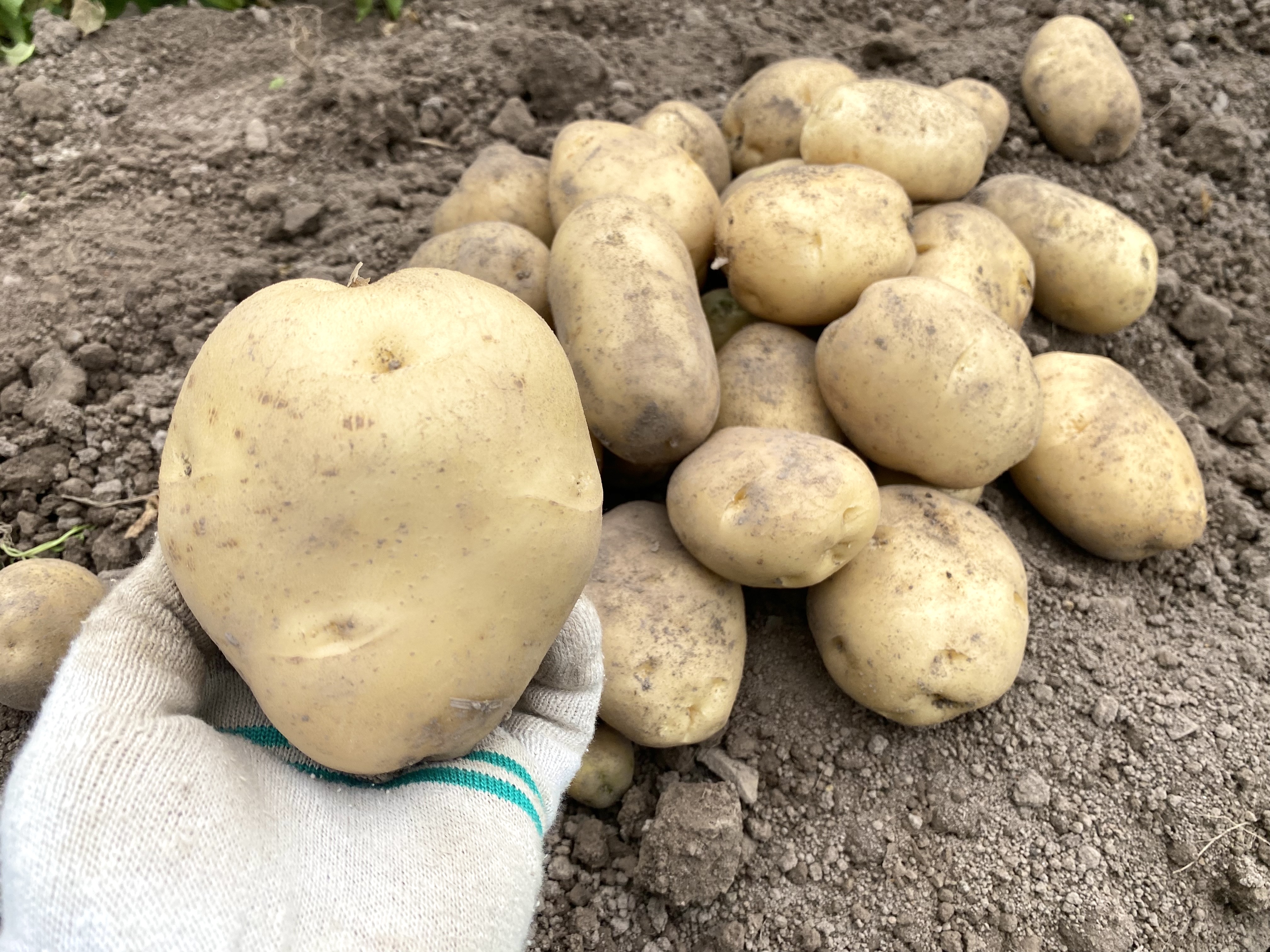 국산 햇감자 수미 감자 1.5kg 3kg 5kg 산지직송 수확 왕 특 대 중 : 덕진푸드