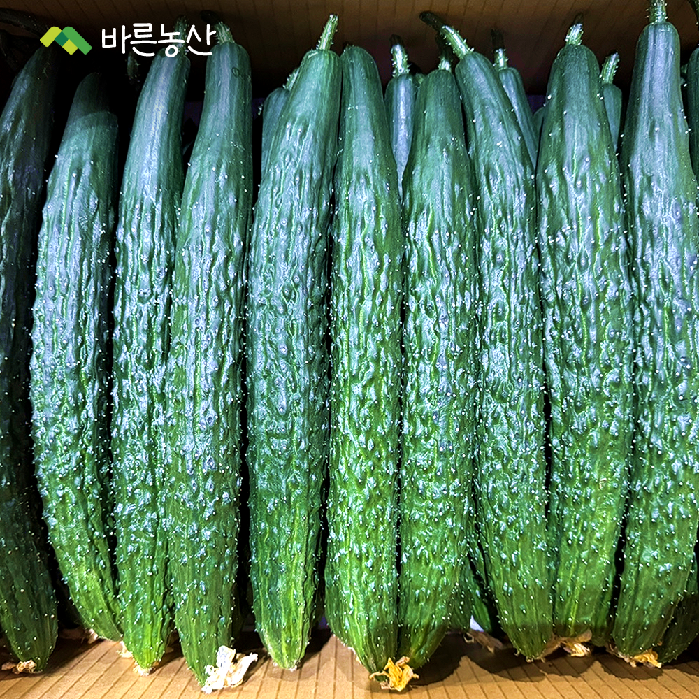 [ 바른농산 ] 국내산 청오이 백오이 다다기오이 못난이 가시오이 외3종 : 바른농산 우리농산