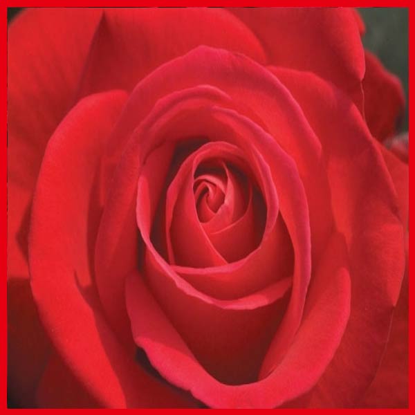 로즈 rose 꽃 사랑 카페 가든 정원 파르텔 포인트 벽지 시트지 롤스크린 유리 주점바 호프 노래방 : 으뜸데코