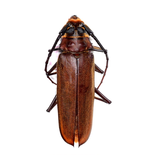 (Orthomegas cinnamomeus) 시나모메우스장수하늘소 [H-2-44] 55~59mm 곤충표본 : 만천곤충박물관