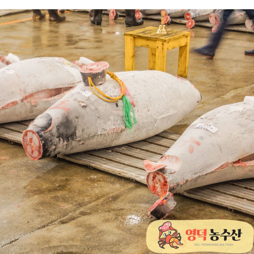 영덕농수산 블럭 대뱃살 참치회 참치세트 참다랑어 오마카세 튜나 참치 : 영덕농수산