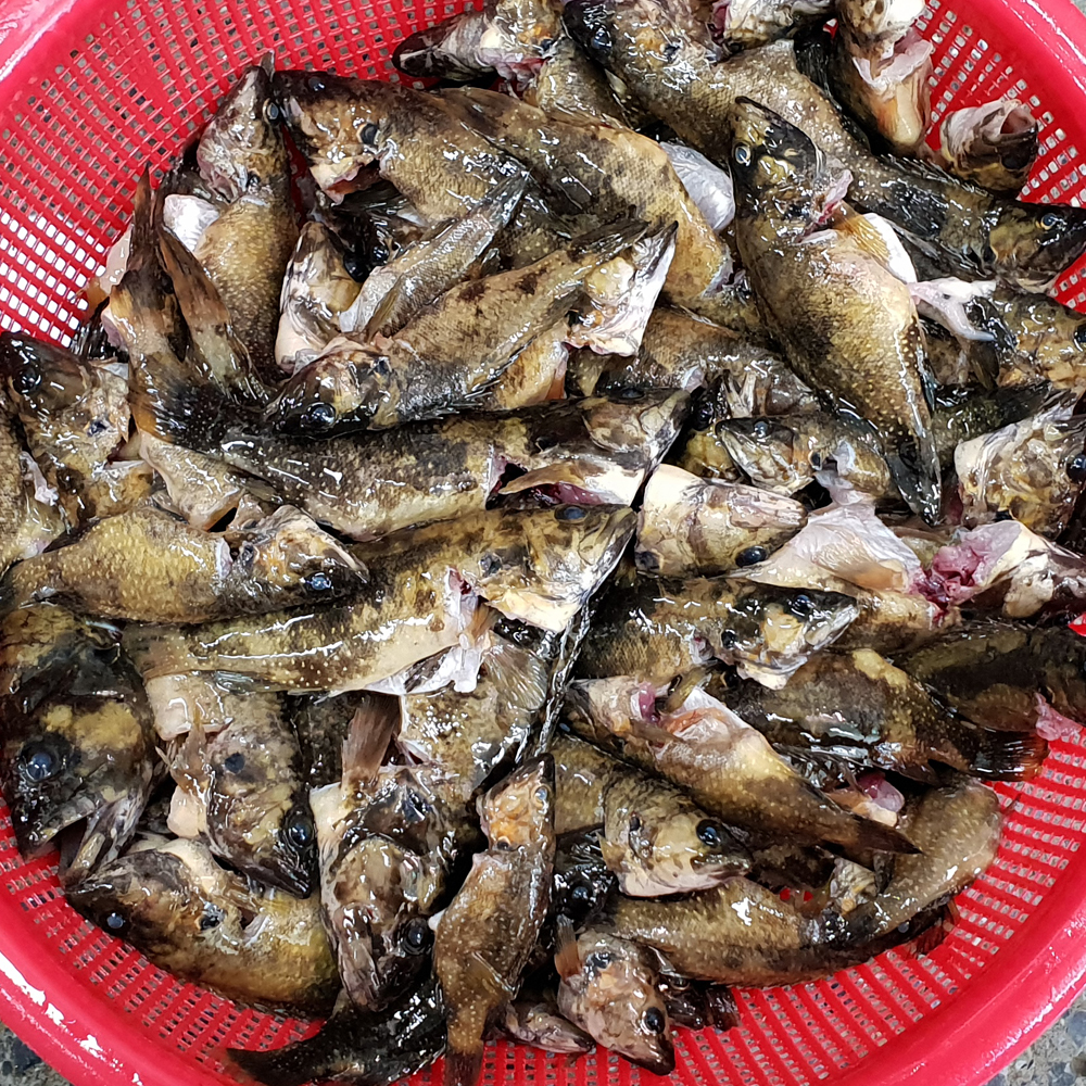 국내산 토종 민물고기 꺽지 500g , 100%자연산 민물매운탕 어탕 어죽 : 자연나라다슬기