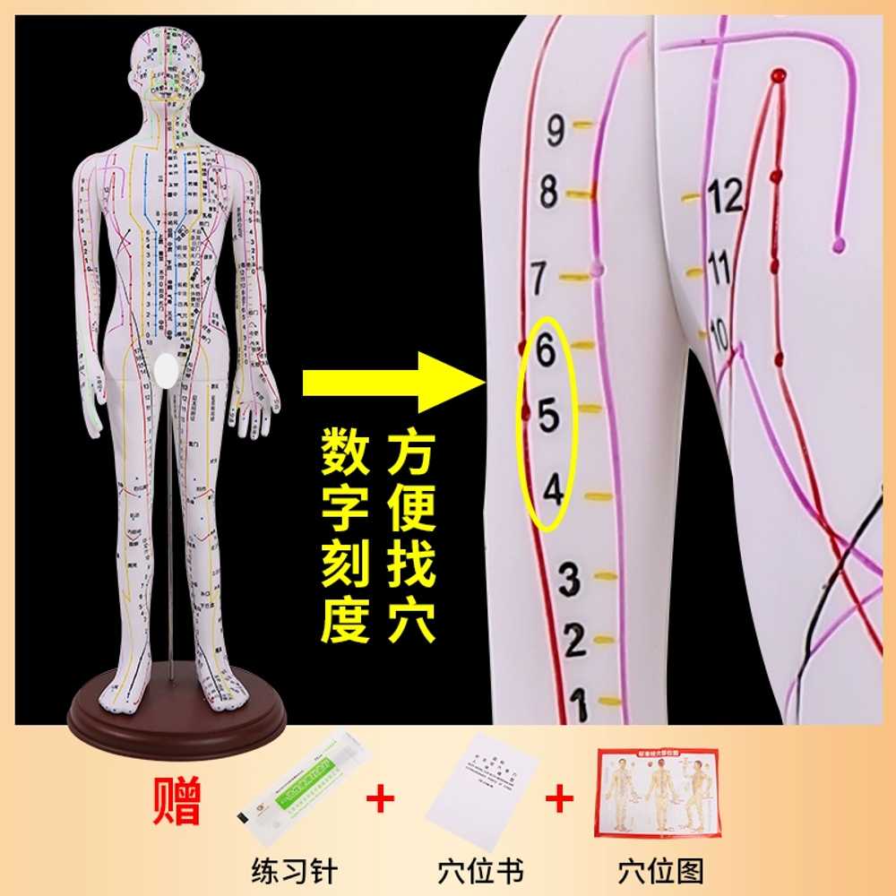 친구동인 경혈모형 경혈학 한의학 인체 해부 교육용 : 웅이네하우스