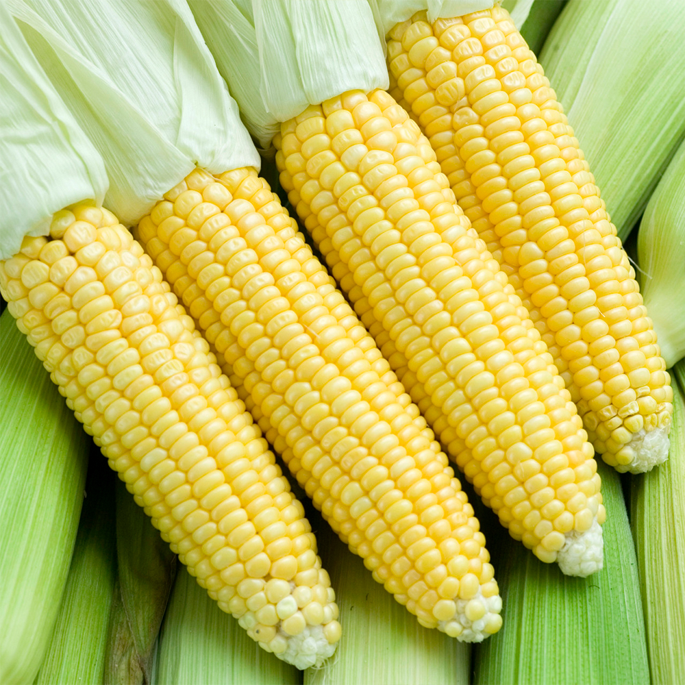 제주 초당옥수수 찰옥수수 강원도 고성 햇 찰 더단 옥수수 : Nature recipe