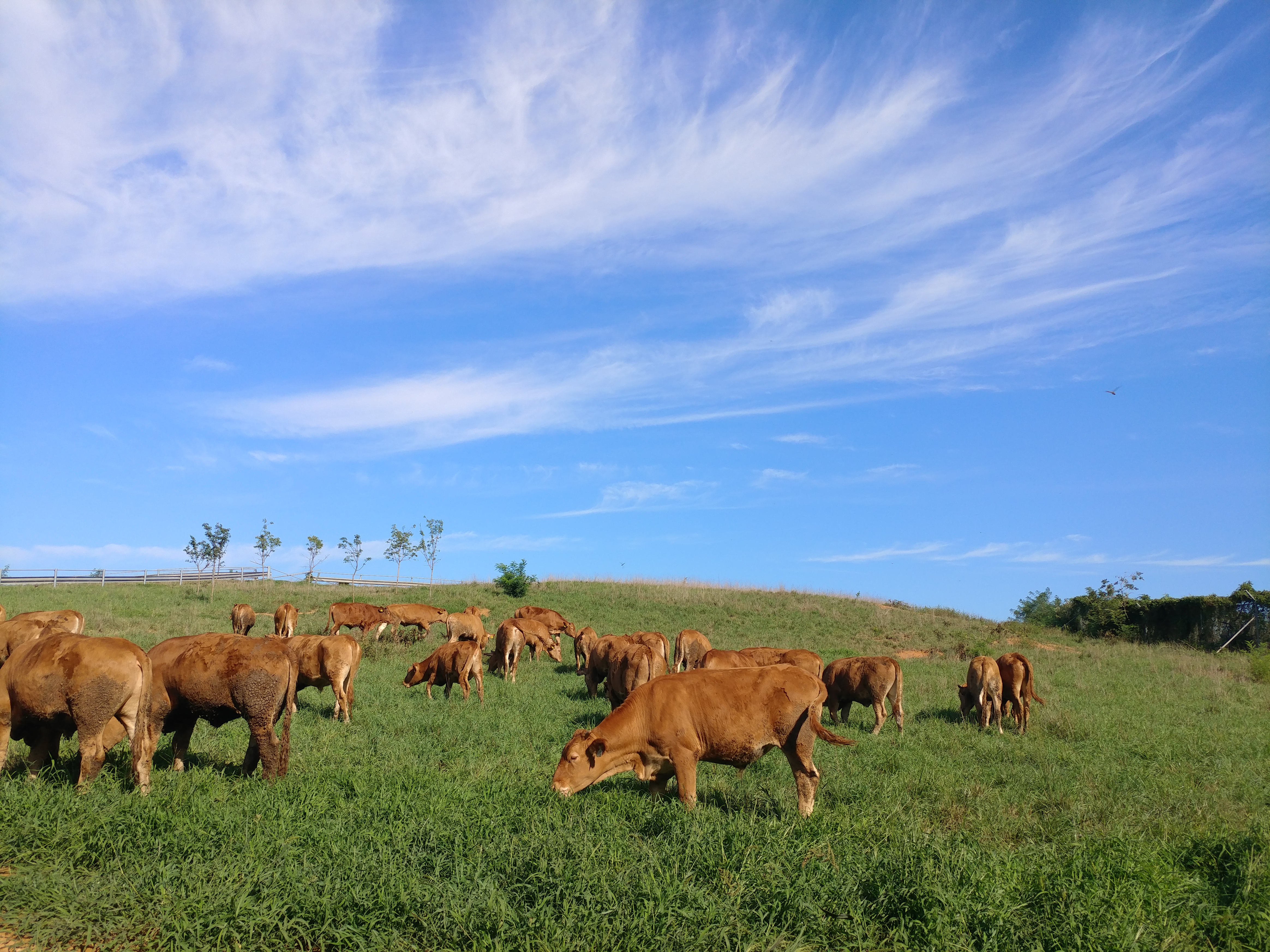 자연방목 동물복지 [다움농장 목초사골곰탕 5팩,10팩 세트구성(1팩 300ml)] grassfed 그래스페드 사골곰탕 사골국 아이곰탕 한우곰탕... 