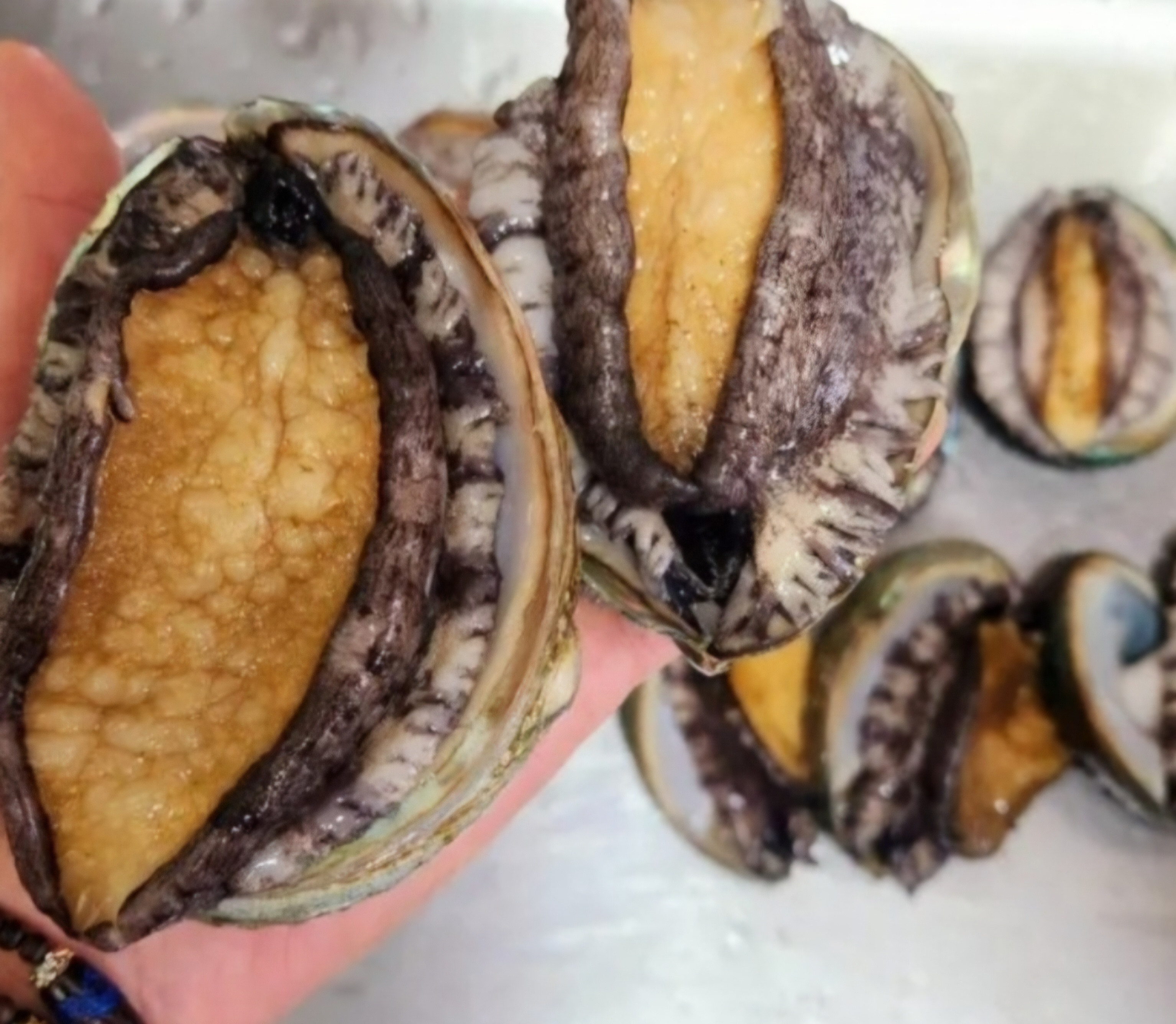 완도 전복 1kg 양식 선물세트 : 통영 83수산
