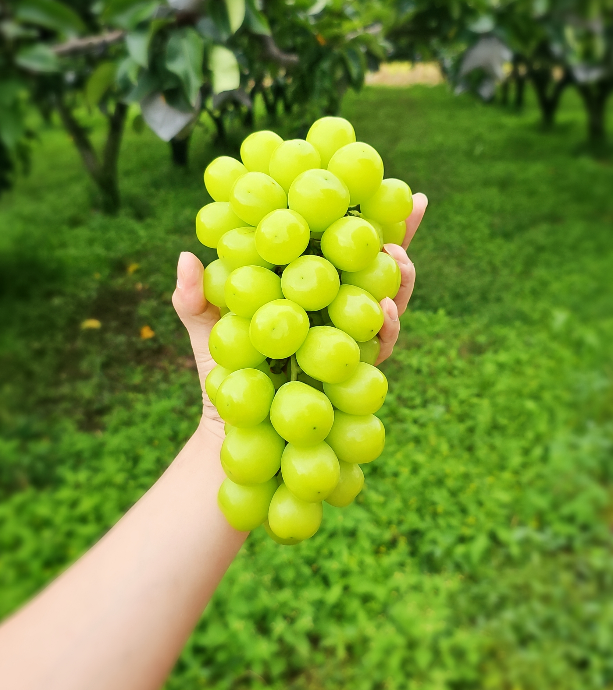 프리미엄 샤인머스켓 마이하트 레드 샤인머스캣 800g 1kg 2kg : 가락공판장
