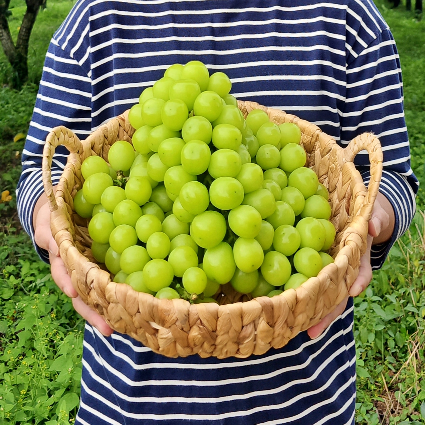 프리미엄 샤인머스켓 마이하트 레드 샤인머스캣 800g 1kg 2kg : 가락공판장