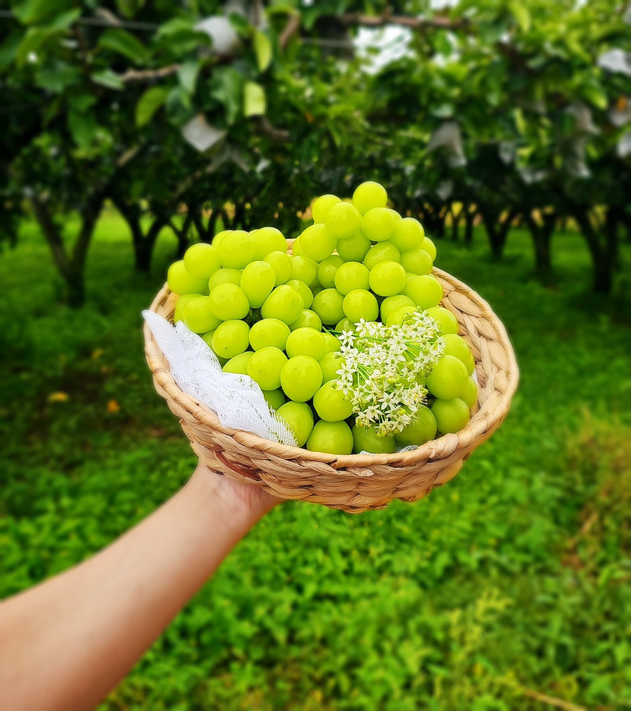 프리미엄 샤인머스켓 마이하트 레드 샤인머스캣 800g 1kg 2kg : 가락공판장