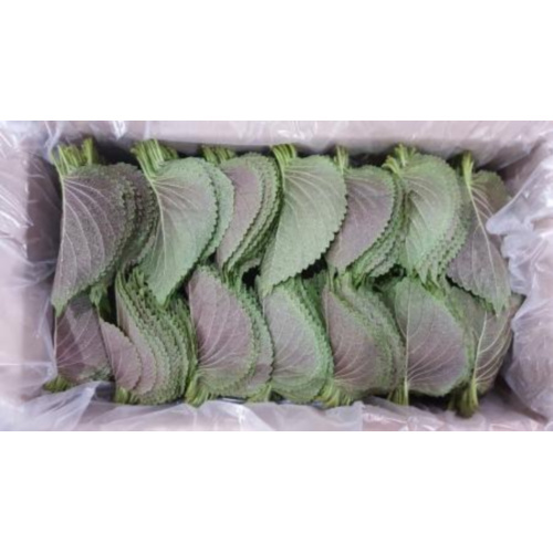 깻잎 1kg (찹찹이,국내산)BOX : 다봄 푸드
