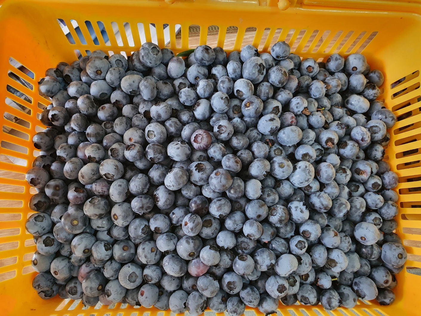 블루베리 충북 영동군 국내산 무농약 프리미엄 블루베리 생과 1kg : 햇살만땅탄우농원