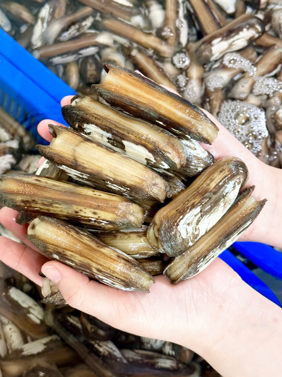 [서해바다 당일채취] 싱싱한 서해갯벌 제철 맛조개 가리맛조개 참맛조개 500g.1kg : 서해바다수산