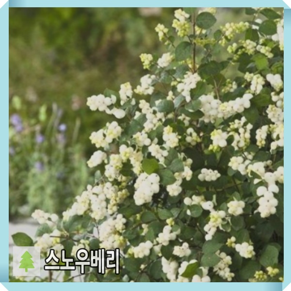 스노우베리 매직컬 갤럭시 네덜란드산 9cm 포트 2개묶음 : 경동농원